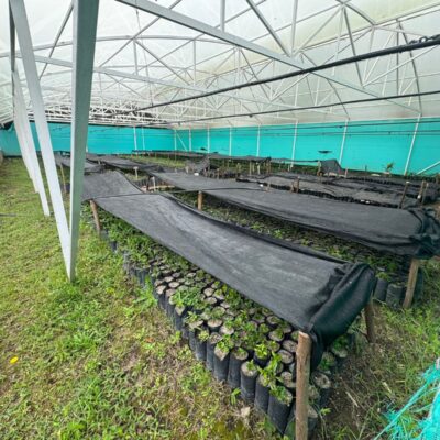 natural extracted edible oil