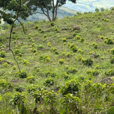 handpicked red chillies