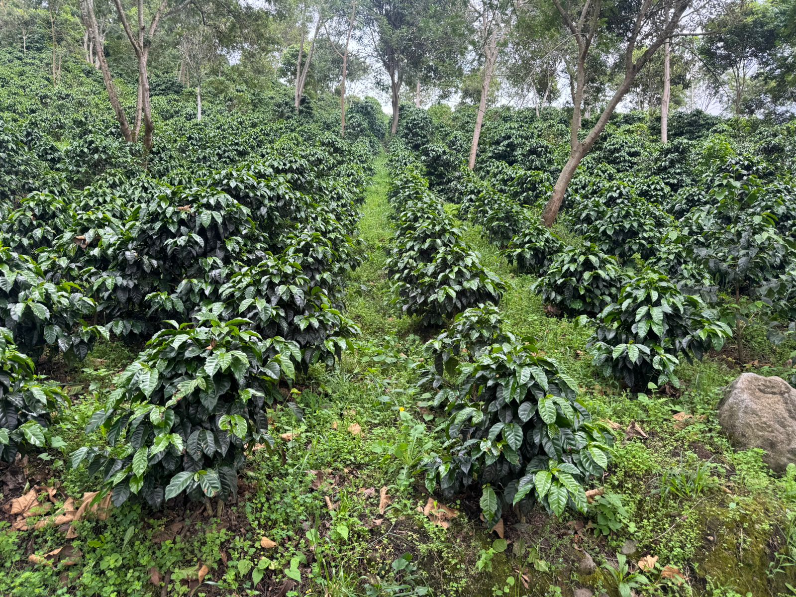 whatsapp image 2026 01 12 at 9.47.47 pm